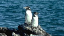 Galapagos Penguin. Photo credit: Jeff Blincow.