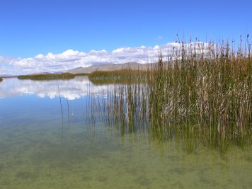 Lago Junin. Photo credit: Mike Parr.