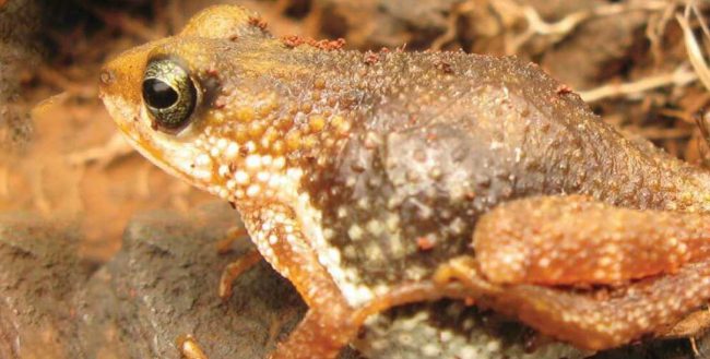 Mount Nimba Nature reserve supports species like this pregnant toad, about to give birth to live young. Photo credit: Sandberger-Loua L, Müller H, Rödel M-O
